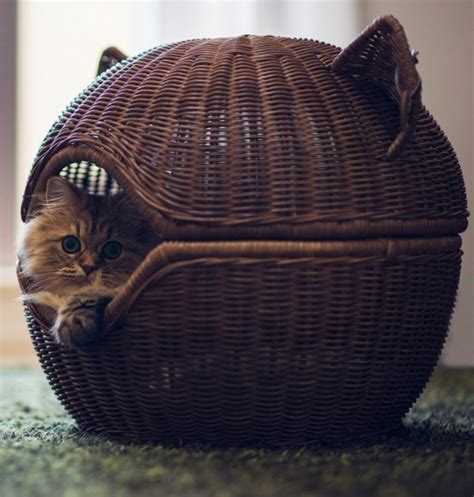 Spoil Your Kitty 27 Creative And Cozy Cat Beds Digsdigs