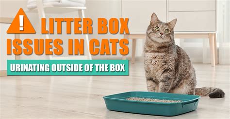 Cat Urinating Outside Of The Litter Box 3 Things To Check Now
