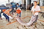 罕見「地震魚」 - 香港文匯報