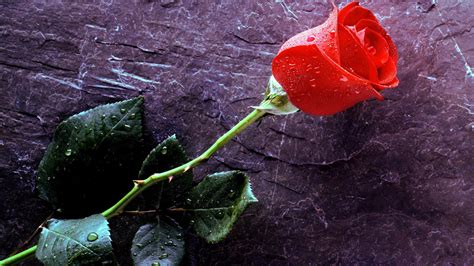Red Rose Flowers Rose Water Drops Hd Wallpaper Wallpaper Flare