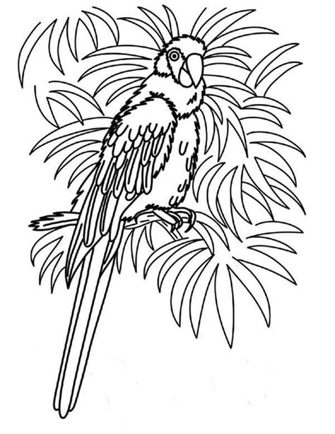 Beautiful Female Parrot Coloring Page Download And Print Online