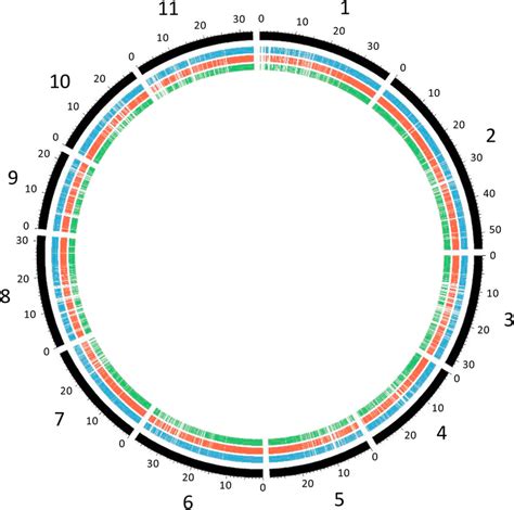 Circular Visualization Of The Snp Distribution In The Coffea Canephora