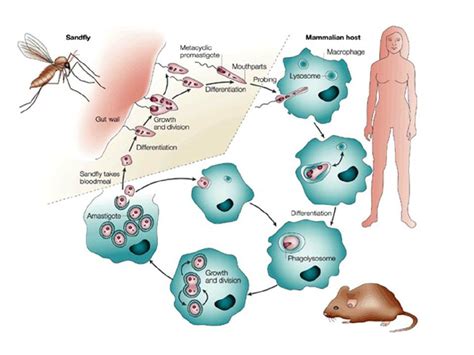 Life Cycle Of Leishmania Major Infection Leishmania Parasites Are Download Scientific Diagram