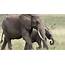 Elephants Will Have A Say In Mapping Kenyas Future