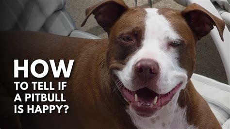 How To Tell If A Pit Bull Is Happy Puphelp