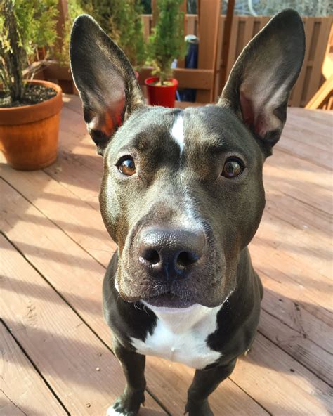 Pitbull Puppy Dog Sunshine Service Dog Emotional Support