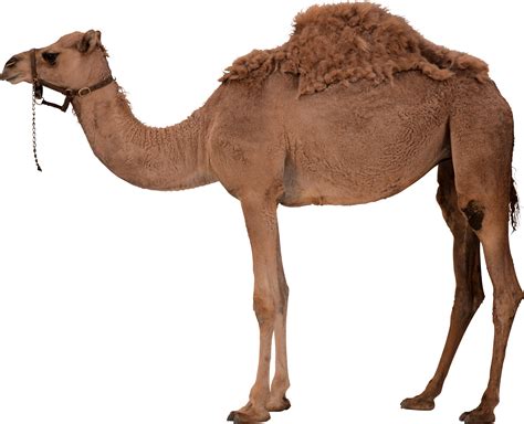 Camel Vector Png Transparent Background Free Download 37097