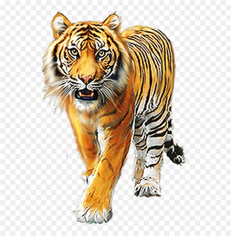 Harimau Singa Hewan Gambar Png