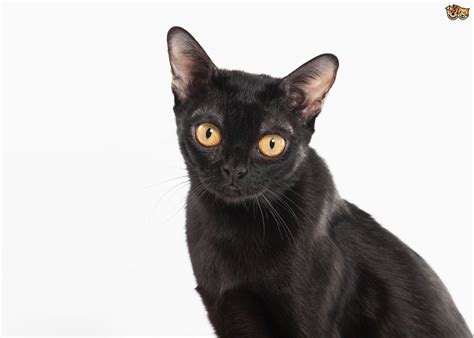 Some Frequently Asked Questions About The Bombay Cat Breed