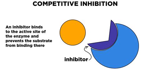 Enzyme Inhibition — Overview And Types Expii