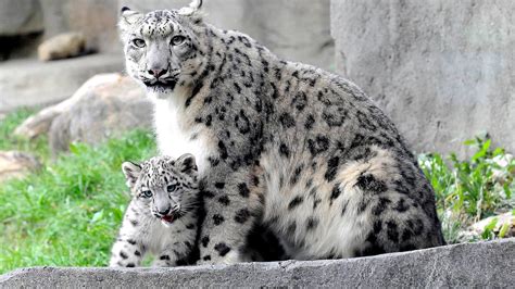 Facts About Endangered Snow Leopards Danger Choices