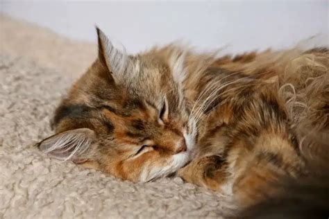 Biegunka u kota objawy przyczyny jak leczyć
