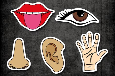 Five Senses Clipart Tongue Mouth Nos Design Bundles