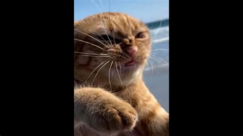 🤣 Funniest 🐶 Dogs And 😻 Cats Awesome Funny Pet Animals Videos 😇 Part