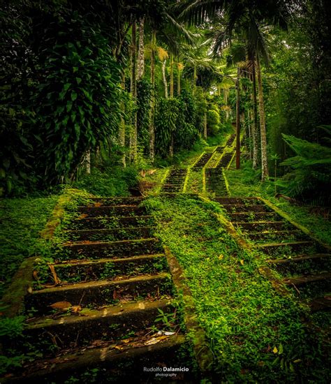 A group of friends join a guide for a trek into the bolivian jungle, searching for an indian. Jungle Stairs, Indonesia