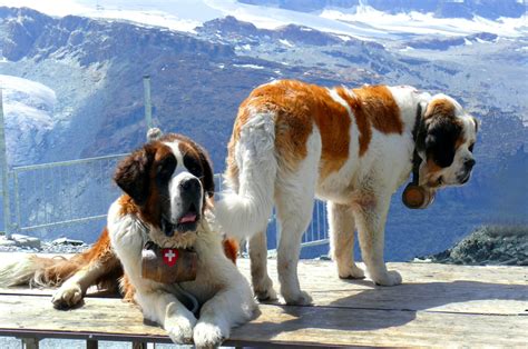 Wallpaper St Bernards Dogs Mountains Snow Rescuers 2400x1590