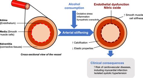 Mechanisms Of Alcohol Induced Arterial Stiffening Alcohol Induced