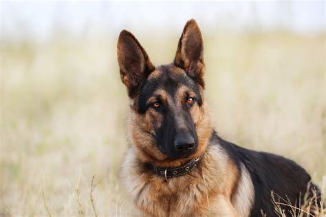 Animal German Shepherd Hd Wallpaper