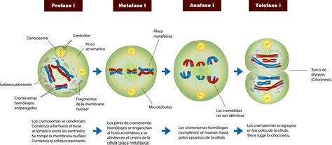 El Moderno Prometeo Ciclo Celular Meiosis