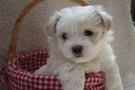 If at all possible, you should visit the breeder's facilities in person and meet their dogs. (Maltese x Shih Tzu) GORGEOUS FEMALE MALSHI PUPPY | Portsmouth, Hampshire | Pets4Homes
