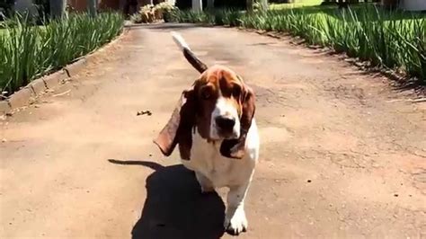 Amazing Slow Motion Of Fred The Basset Hound Youtube