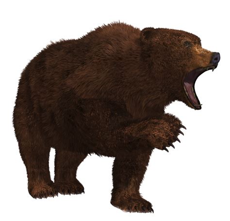 Brown Bear 01 PNG Stock by Roy3D on DeviantArt png image