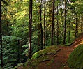 Bosque de Turingia en Mönchshof