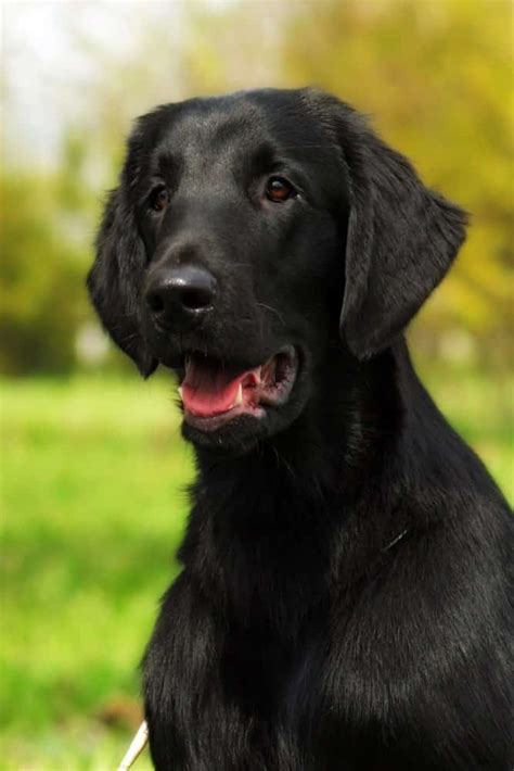 Flat Coated Retriever Temperament And Puppy Info Price Breeders Etc