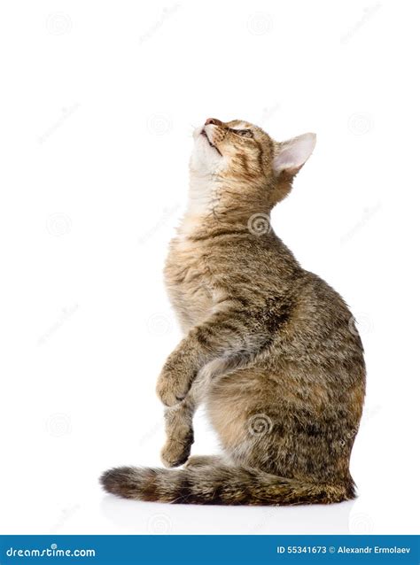 Cat Sitting In Profile And Looking Up Isolated On White Stock Image
