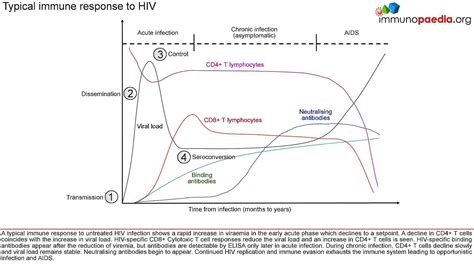 Immunity To Hiv Immunopaedia