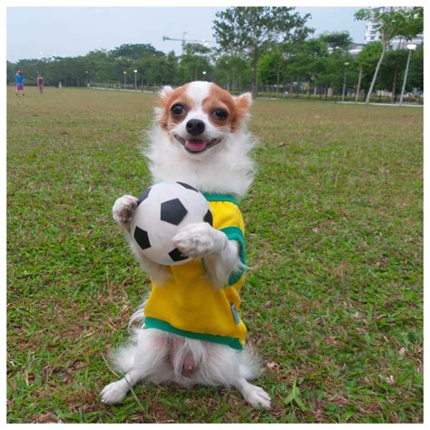 Dog Football Cheaper Than Retail Price Buy Clothing Accessories And