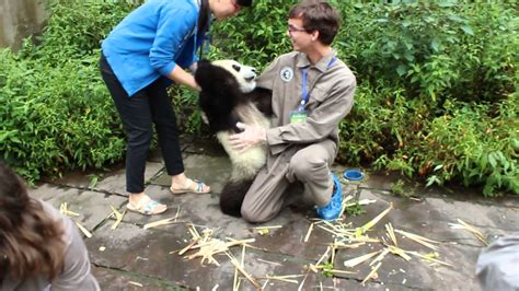 Where To See Giant Pandas In China The Golden Scope