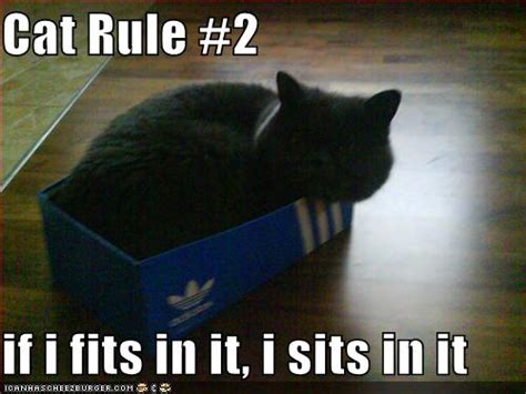 Image 268059 If It Fits I Sits Know Your Meme