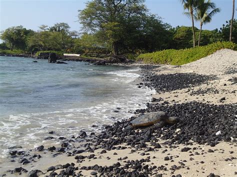 Anaehoomalu Bay Turtle Beach Kona Hi There Were Turtl Flickr