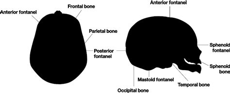 Fontanel Anatomy Anatomical Charts And Posters