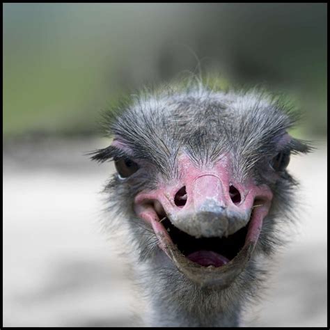 Goofy Photos Of The Common Ostrich Around The World