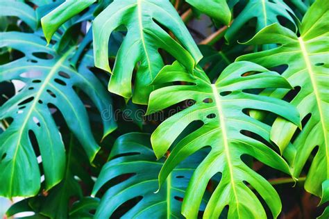 Green Monstera Leaves Stock Photo Image Of Chlorophyll 81336484