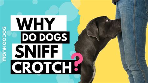 Why Do Dogs Sniff Your Private Parts Or Your Crotch Discover The
