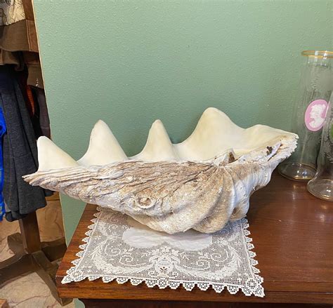 Antique GIANT CLAM Shell Tridacna Gigas Seashell Sea Shell - Etsy
