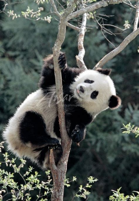 Panda Bear In A Tree Panda Love Love Bear Cute Panda Panda Panda