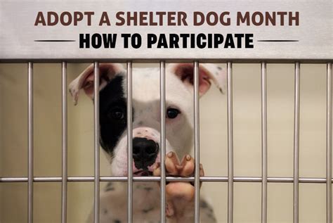 Adopt A Shelter Dog Month October 2023 Canadapetcare