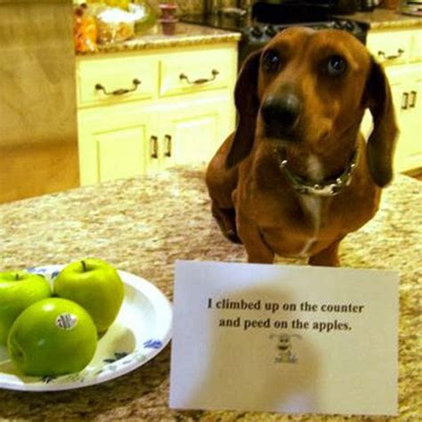 Felts Photography The Blog Funny Dog Captions