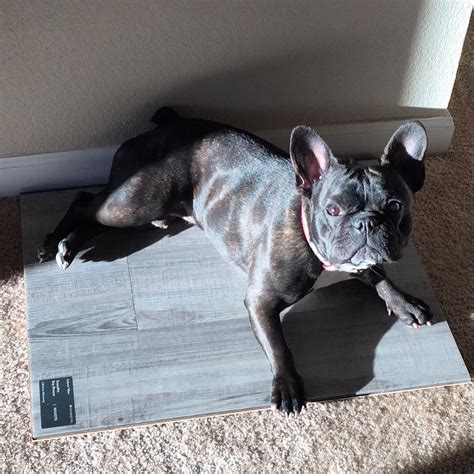 These are the best flooring options for homes with dogs and cats so you stylewise, vinyl has come a long way. Best Flooring for Pets | Best Vinyl Plank Flooring for Pets