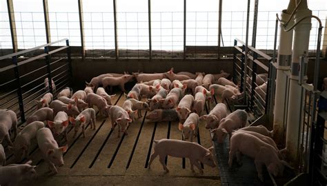 U S Supreme Court Preserves California Humane Pig Confinement Law