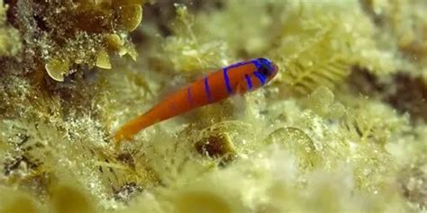 Fun Blue Banded Goby Facts For Kids Kidadl
