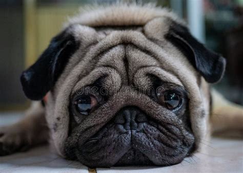 Close Up Photo Of Pug Dog Face Stock Photo Image Of Bored Cute