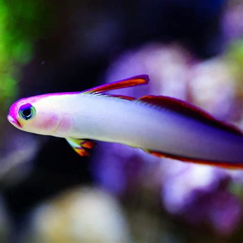 Purple Firefish Goby For Sale Buy Fire Fish For Sale Online Saltwater