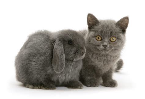 Does your cat bunny kick you, other cats in the house, or toys? » Snap cat - Cats and bunnies looks exactly the same