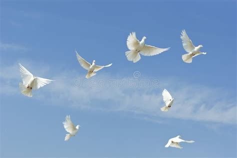 Flying White Doves Stock Photo Image Of Feathers Wing 19887308