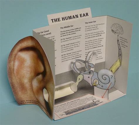 Cut And Assemble Paper Model Of The Human Ear Homeschool Biology